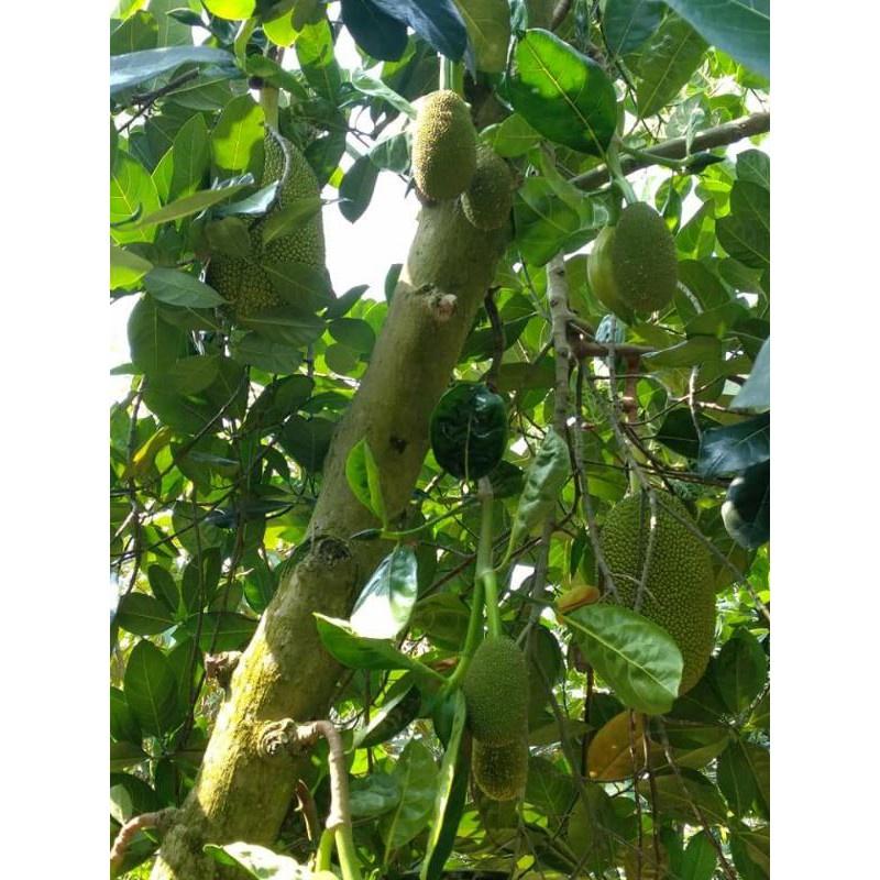 Cây giống mít thái siêu sớm