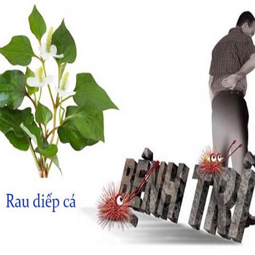 CÂY RAU DIẾP CÁ, CÂY RAU DIẾP CÁ - BẦU CÂY GIỐNG NHIỀU THÂN
