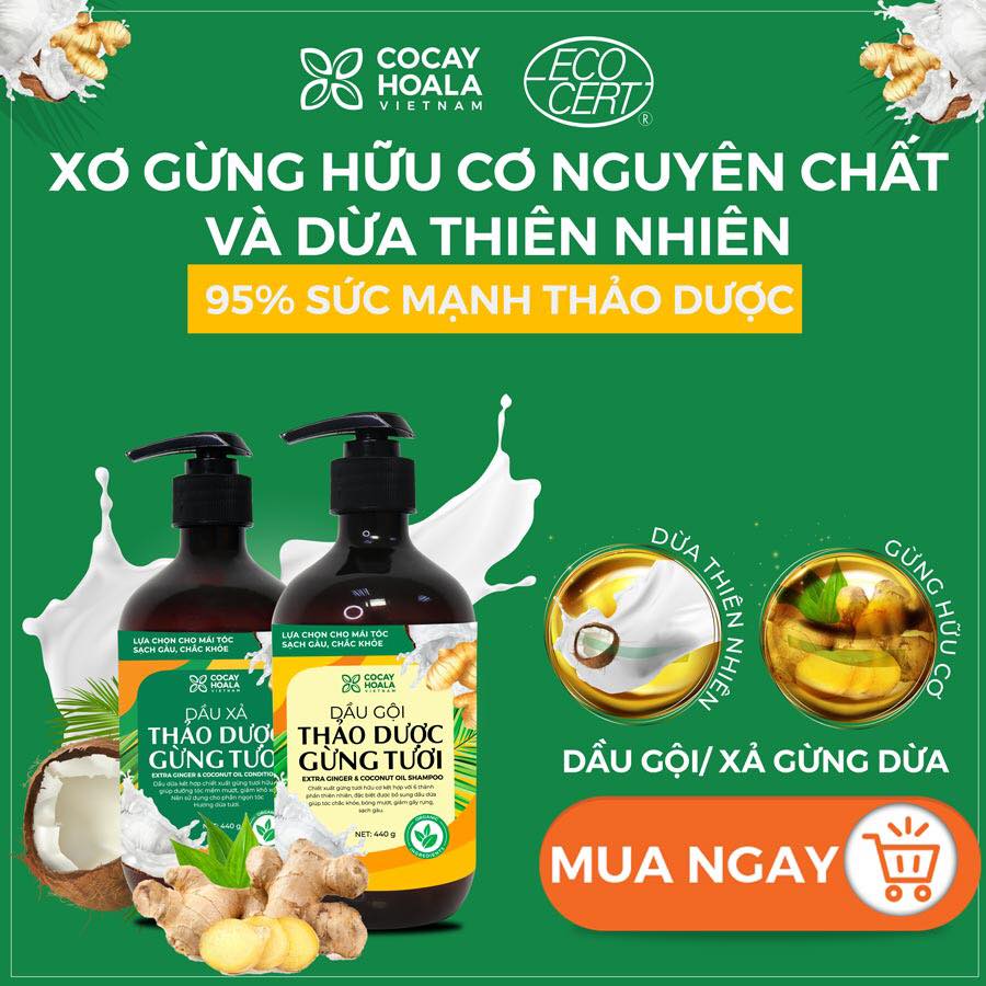 Bộ dầu gội thảo dược gừng dừa Cocayhoala hỗ trợ trị gàu, giảm nấm ngứa, dung tích 440g/chai- 95% thành phần từ gừng tươi hữu cơ còn nguyên xơ gừng, hỗ trợ trị rụng tóc, kích thích mọc tóc vượt trội