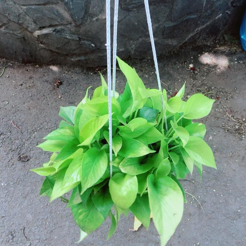 Trầu Bà Thái Vàng