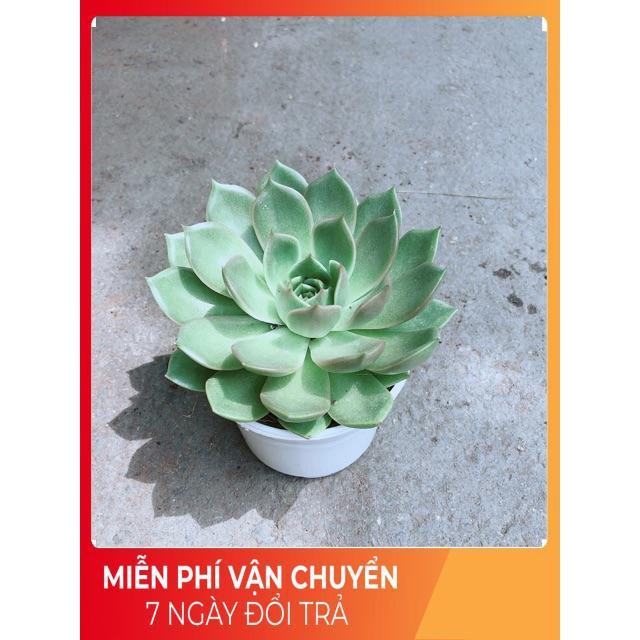 Sen Đá Xanh Cánh Cứng