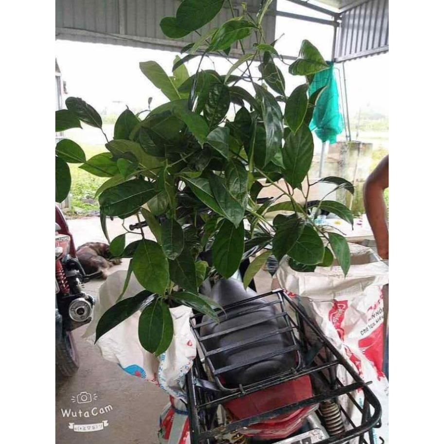 Combo 2 Cây giống mít ta mít dai