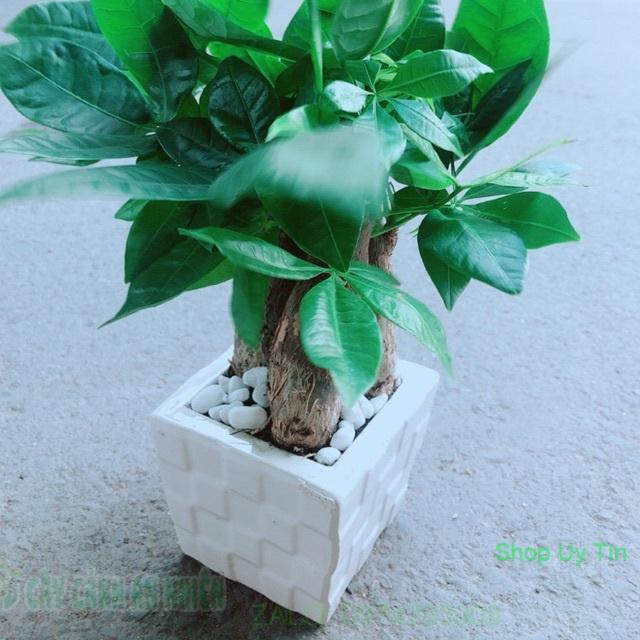 Chậu Kim Ngân 3 Thân