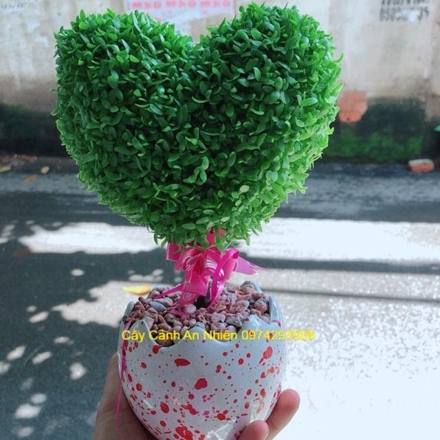 Chậu Cây May Mắn Trái Tim
