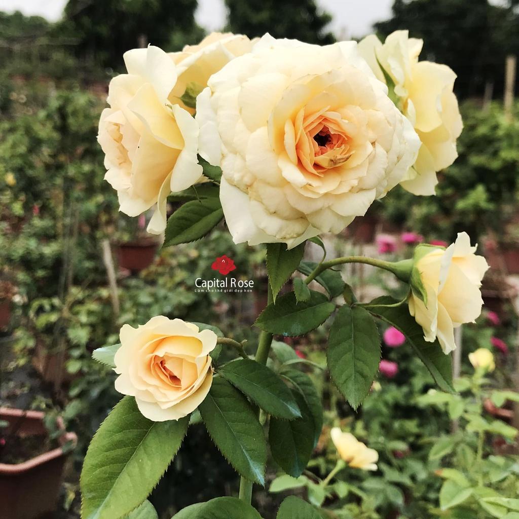 Hoa hồng ngoại Kizuna Rose cực đẹp