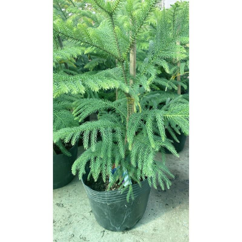 Tùng Bồng Lai Lá Kim Lớn