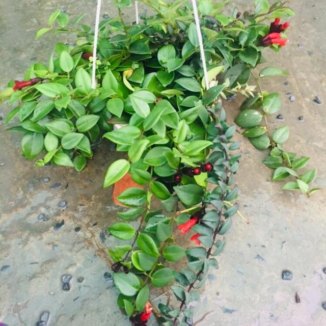 Chậu LAN SON MÔI, chậu lớn hoa cực đẹph
