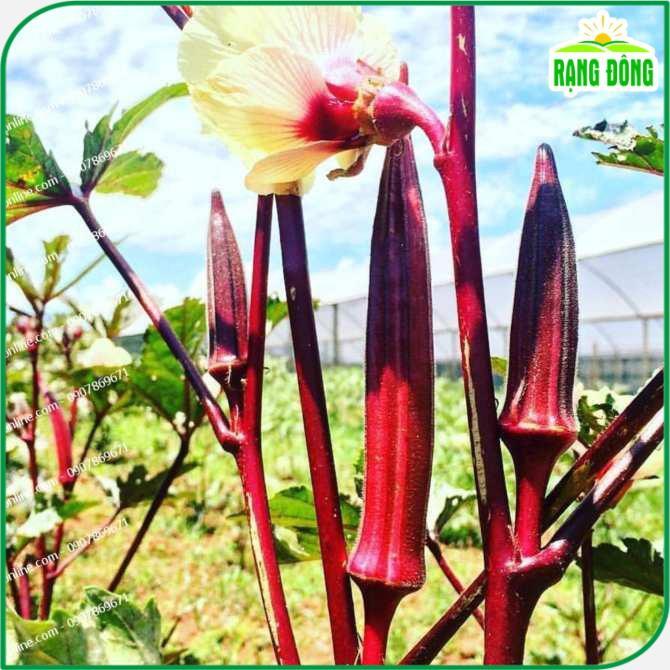 Hạt giống Đậu Bắp Đỏ Trồng Quanh Năm, Cây Sinh Trưởng Khỏe - Hạt giống Rạng Đông