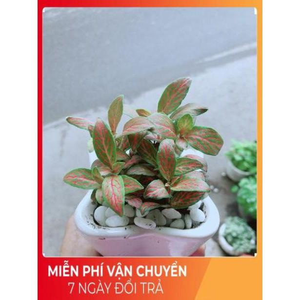 Cẩm Nhung  Kèm Chậu Sứ