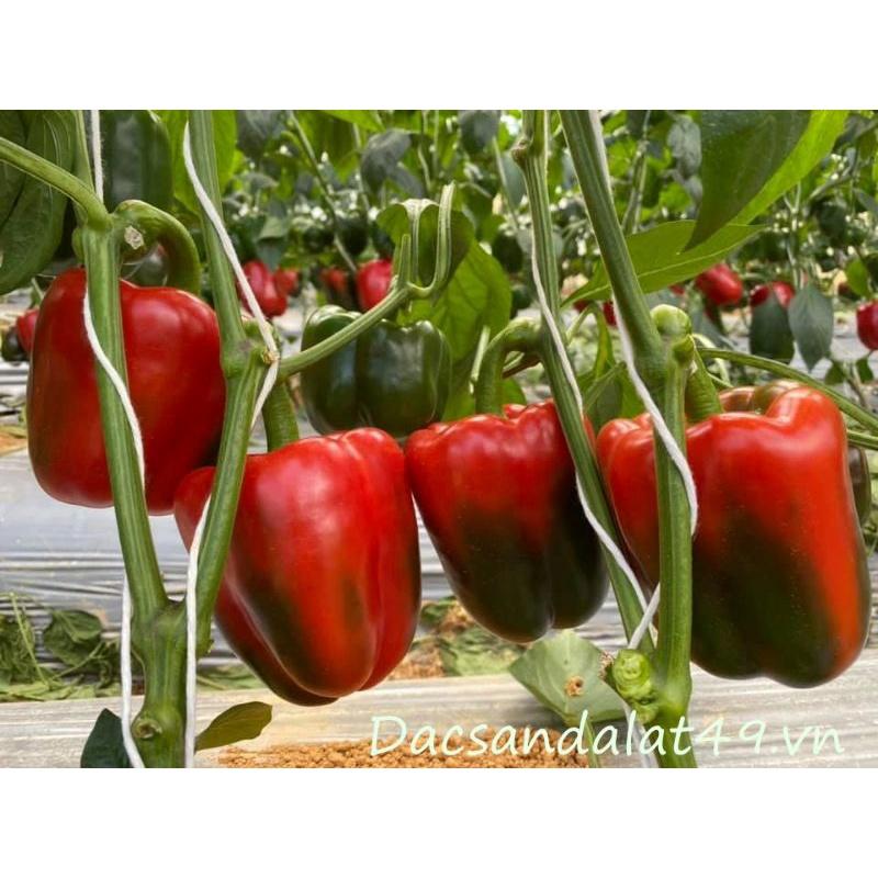 Phân bón vi lượng Canxi bo viên sủi 10g. Lớn trái, đẹp trái. Hạn chế nứt trái, thối trái