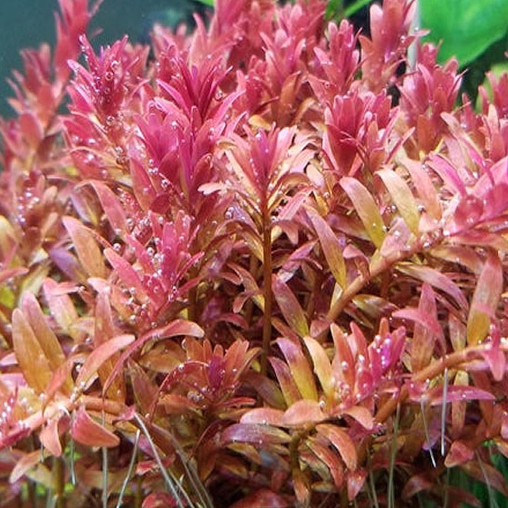 Rotala Coin Leaf Thủy Sinh Loại Mới