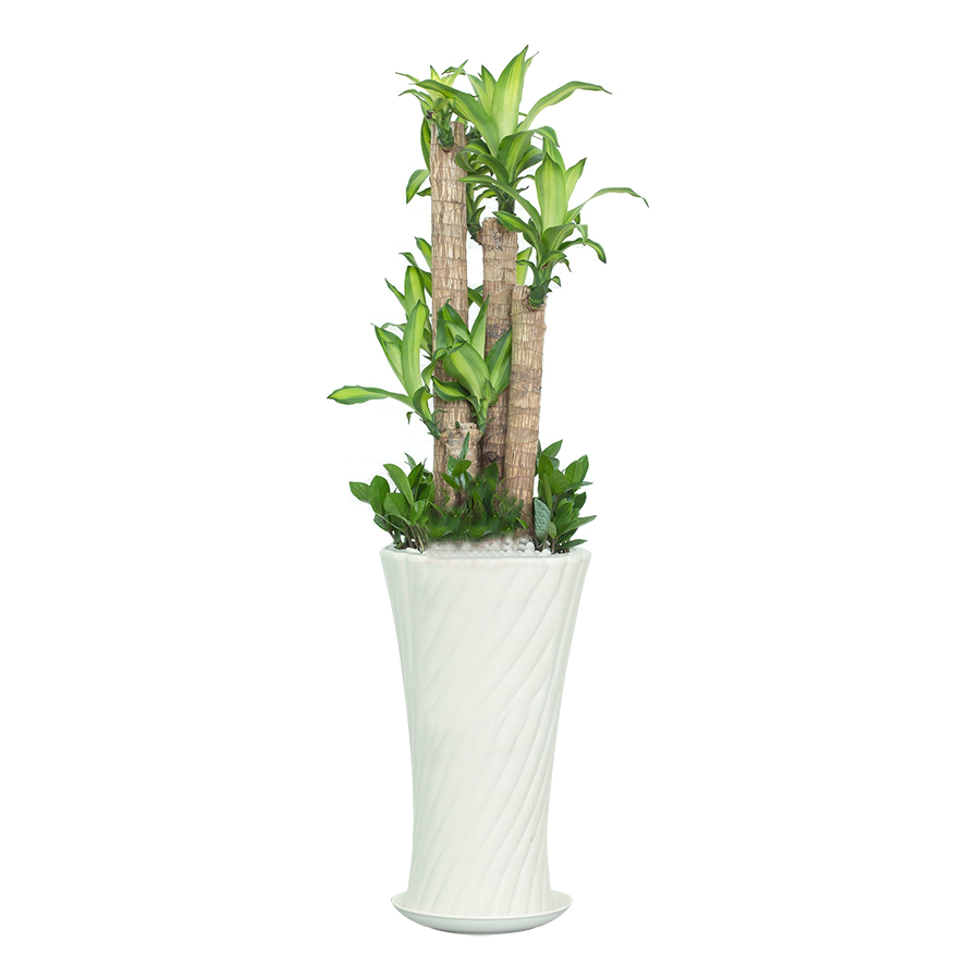 Thiết mộc lan kiểng là cây phong thủy hợp người mệnh Thổ