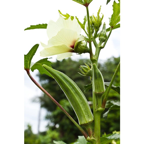 HẠT GIỐNG ĐẬU BẮP CAO SẢN