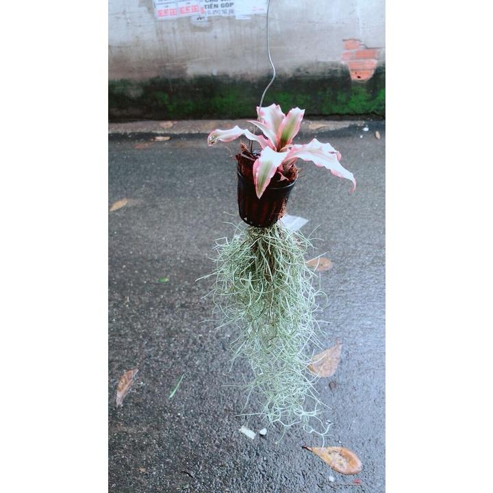 Cây Dứa Đuôi Phụng Kiểng