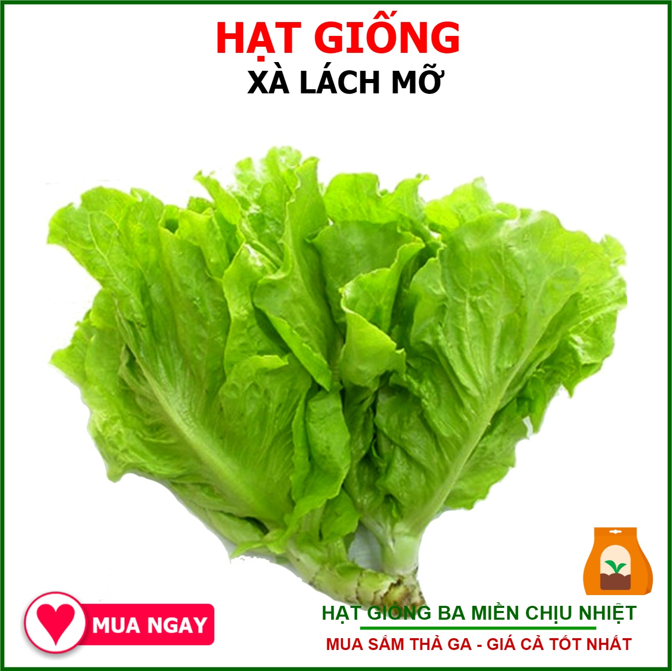 Hạt giống Xà Lách Mỡ dễ trồng, năng suất cao