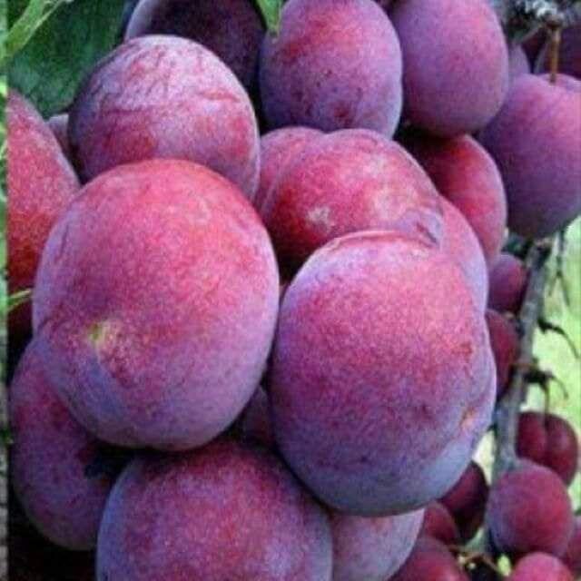 Cây giống mận tam hoa