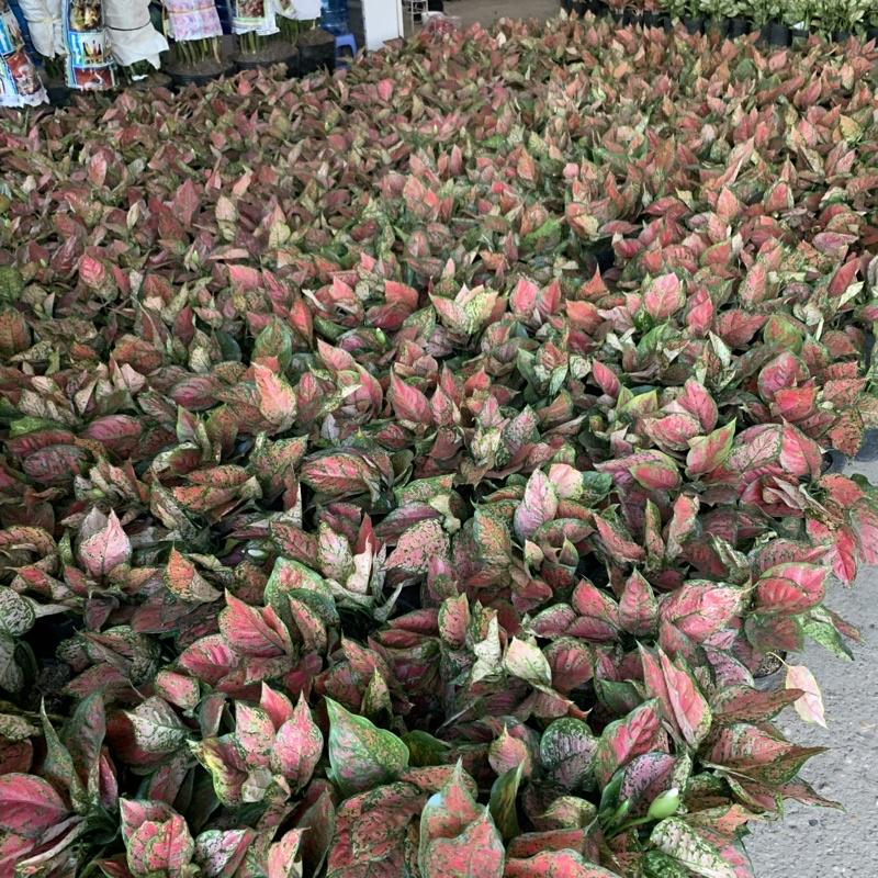 Cây vạn lộc để bàn bán kính 25cm, cây cảnh phong thủy trang trí nội thất, mang đến tài lộc, may mắn