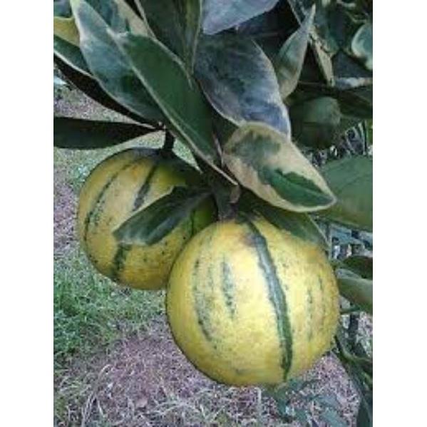 Cây giống ổi cẩm thạch
