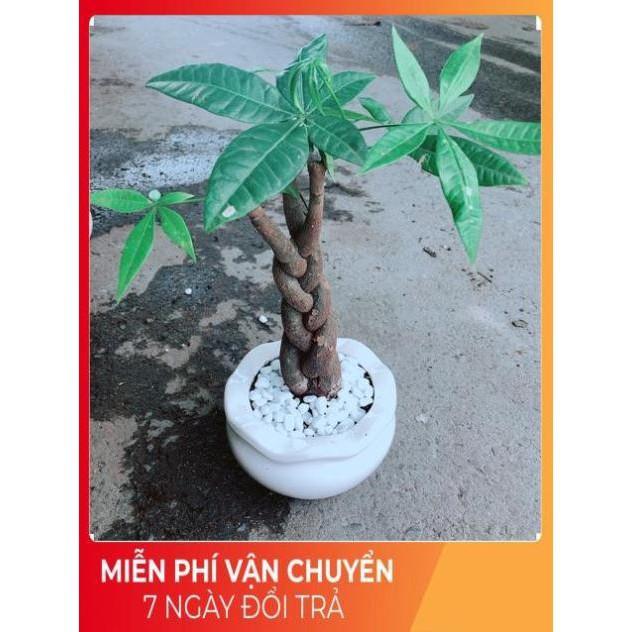 Chậu Kim Ngân 3 Thân Thắt Bính