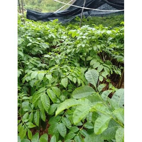 CÂY GIỐNG CHÁM ĐEN GHÉP