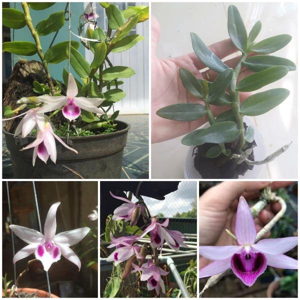 Phi điệp BỆT MA BÓ chuẩn giống cam kết chất lượng