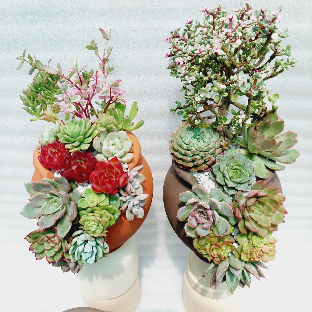 Chậu đất nung Bình Dương - Chum cao cắt vân mây, miệng chậu 14cm, chiều cao 20cm