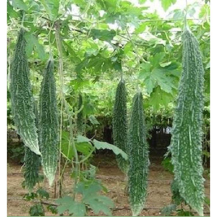 Hạt giống khổ qua gai xanh F1- 1 gói 10 hạt