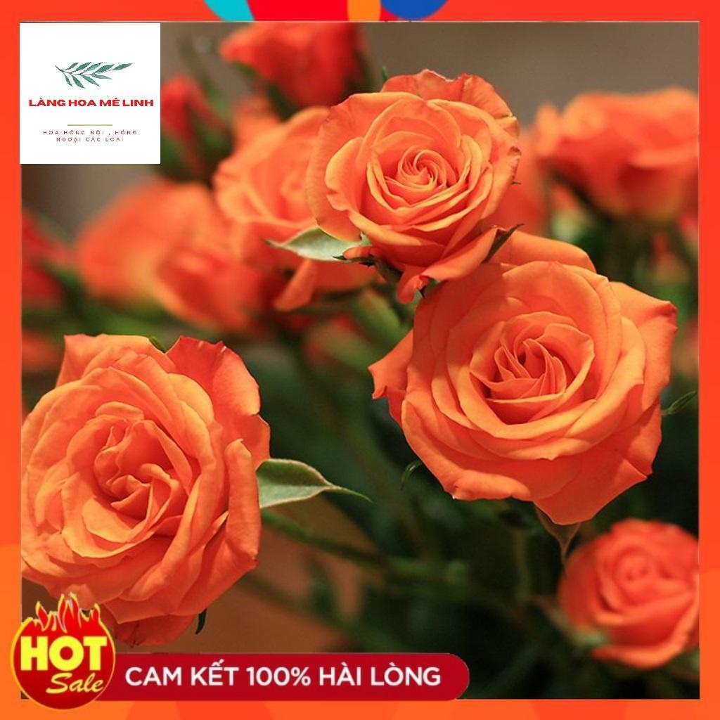HOA HỒNG TIỂU MUỘI MÀU SẮC PHONG PHÚ ĐỎ - CAM HOA HỒNG NỤ NHỎ