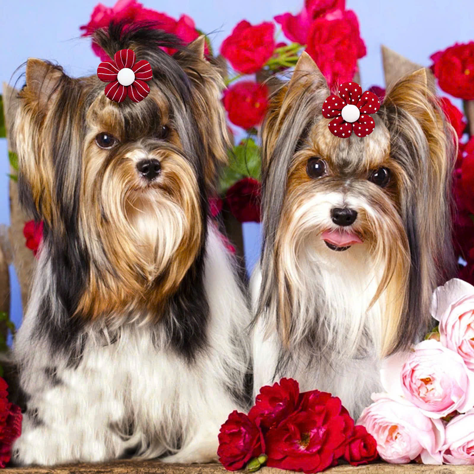 NƠ KẸP TÓC CÀI TÓC THỜI TRANG DỄ THƯƠNG HOA ĐỎ CÀI ĐẦU MÃ 29 CHO THÚ CƯNG CHÓ MÈO