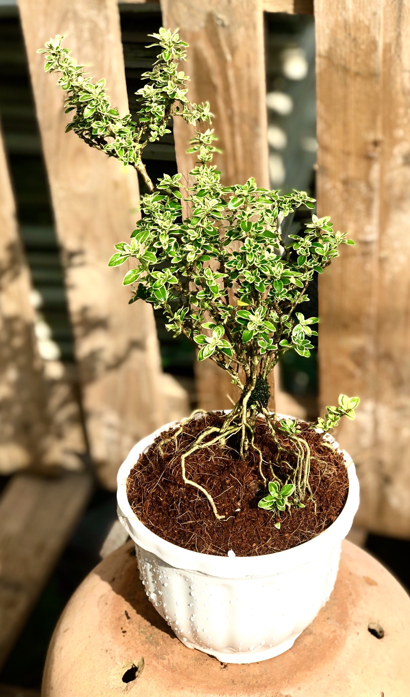Chậu cây Bạch Tuyết Mai