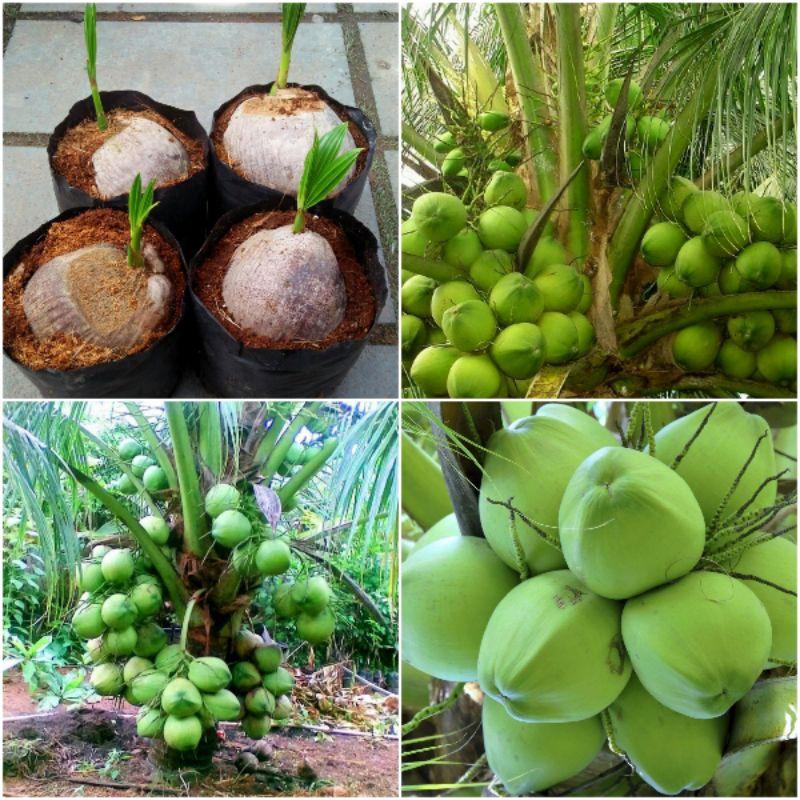 Cây giống Dừa xiêm xanh lùn cây giống chuẩn F1
