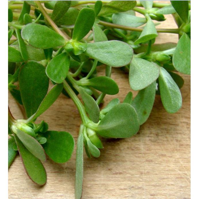 Hạt giống rau sam đất dể trồng f1-gói 0,2gram/tặng kèm gói phân bón lót