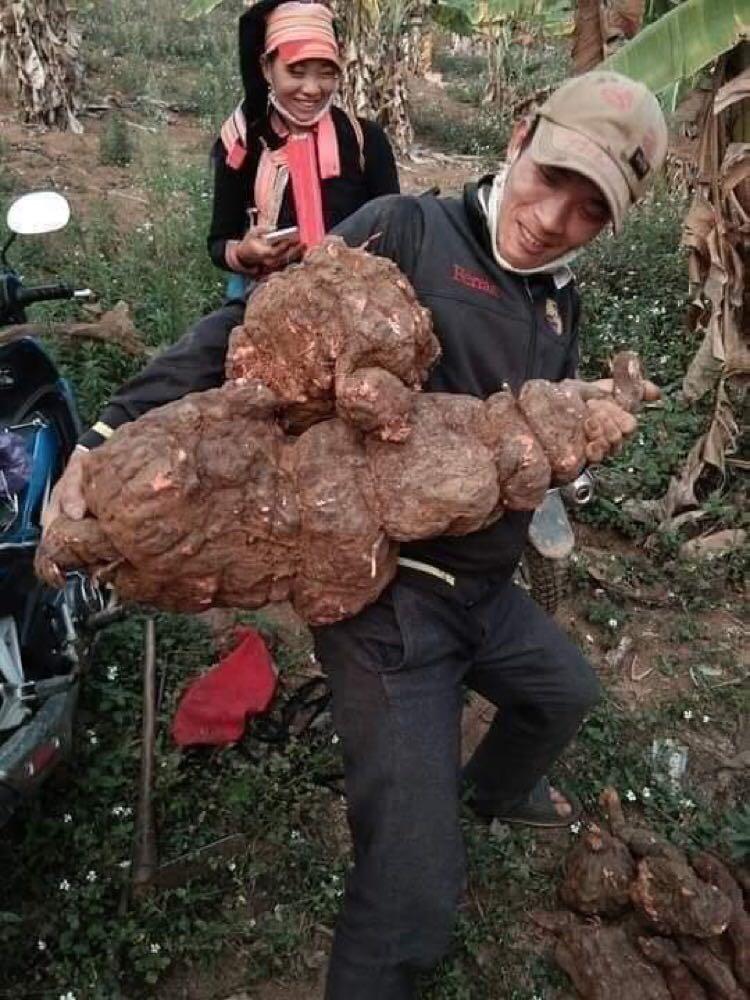 Viên HÀ THỦ Ô