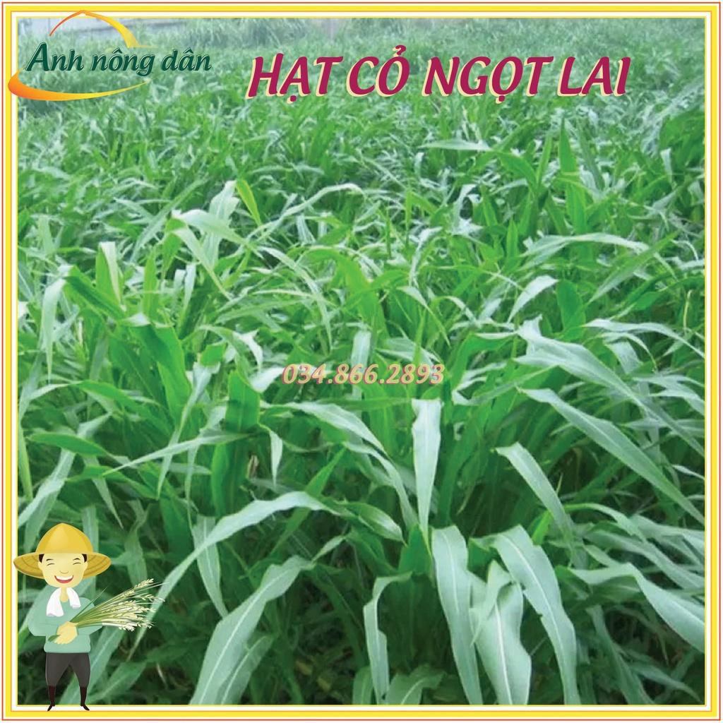 500g Hạt giống cỏ lai ngọt - Hạt giống cỏ chăn nuôi