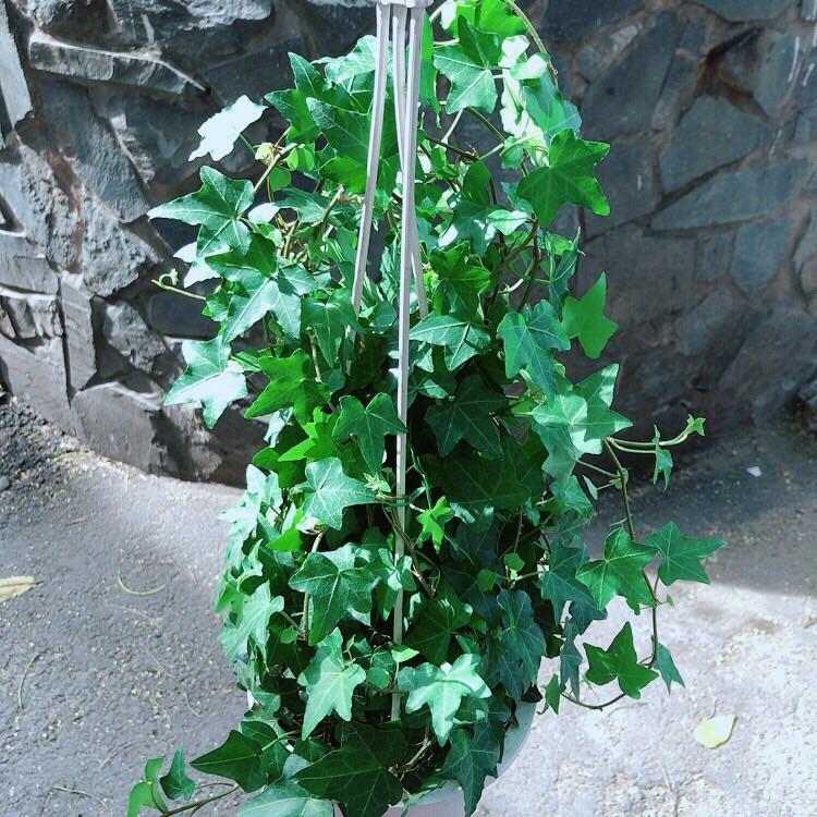 Chậu Cây Thường Xuân