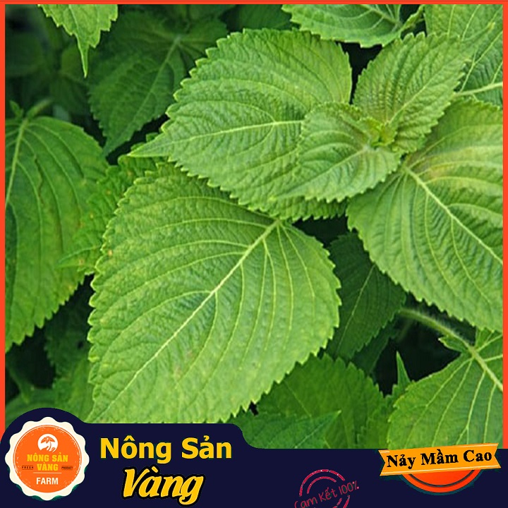 Hạt giống Rau Kinh Giới ( Gói 1 Gram ) - Nông Sản Vàng