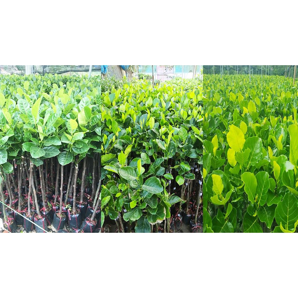 CÂY GIỐNG MÍT THÁI SIÊU SỚM