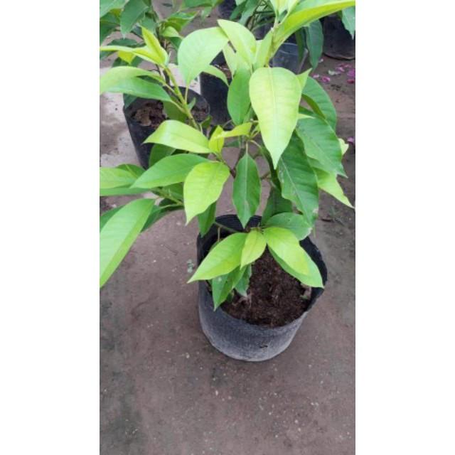 Sản phẩm CÂY HOA NGỌC LAN