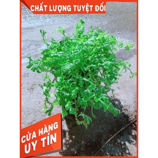 Cây Rêu Xanh