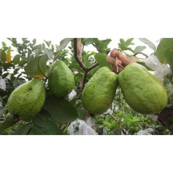 ỔI RUỘT ĐỎ KHÔNG HẠT - Hàng cây giống chuẩn F1