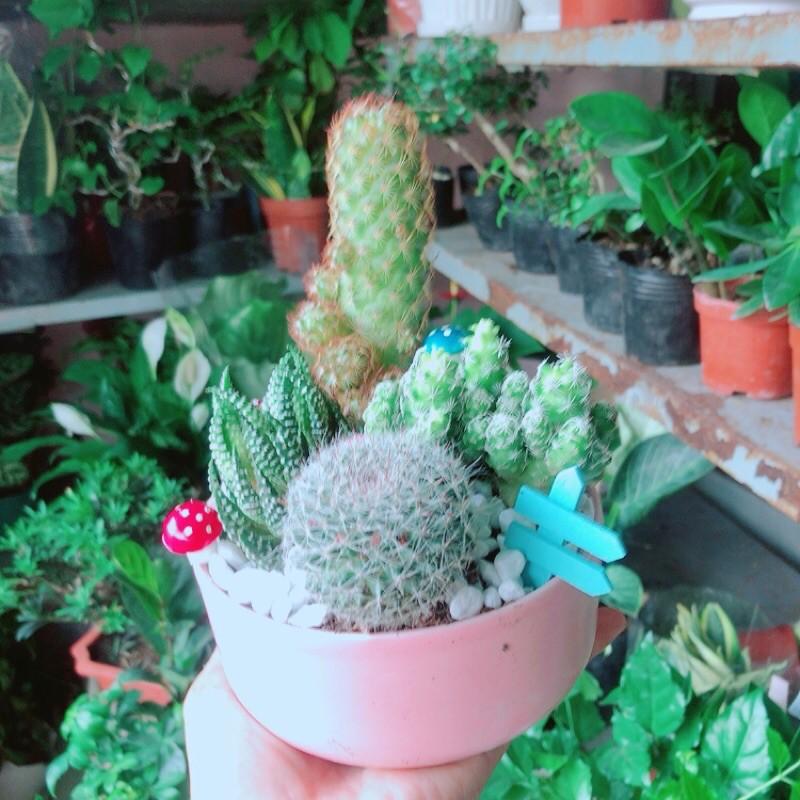 Chậu Xương Rồng Tiểu Cảnh