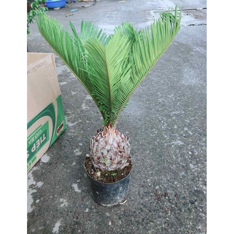 Chậu Vạn Tuế Bán Chạy