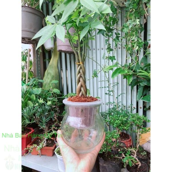 Chậu Kim Ngân Thắt Bính Thuỷ Canh