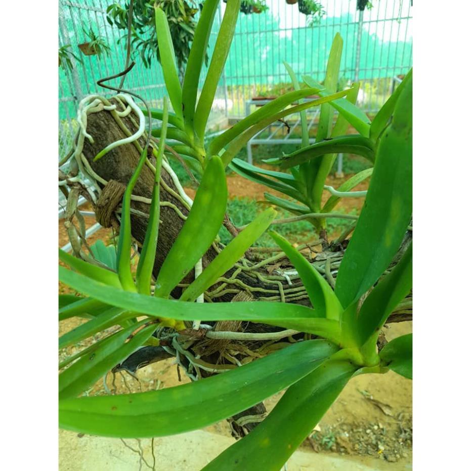 Hoa lan Giáng hương môi quạt