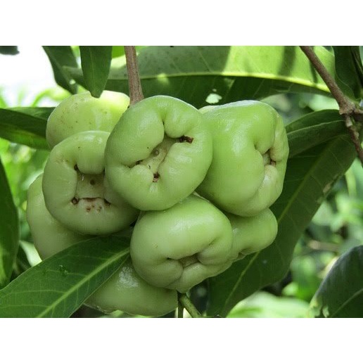 Cây giống mận xanh đường