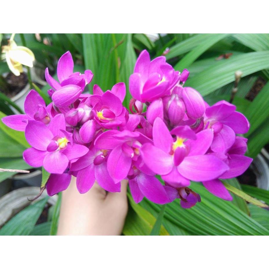 CHẬU GIỐNG HOA ĐỊA LAN CHU ĐỈNH ĐỦ MÀU -CÓ 12 MÀU, KHÔNG CHỌN MÀU + Tặng 01 cây dâu da đất