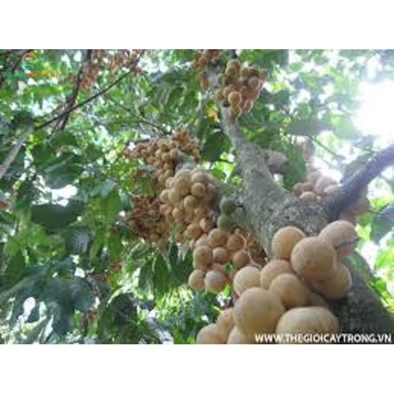 Cây giống BÒN BON  siêu sai quả - Cây giống F1