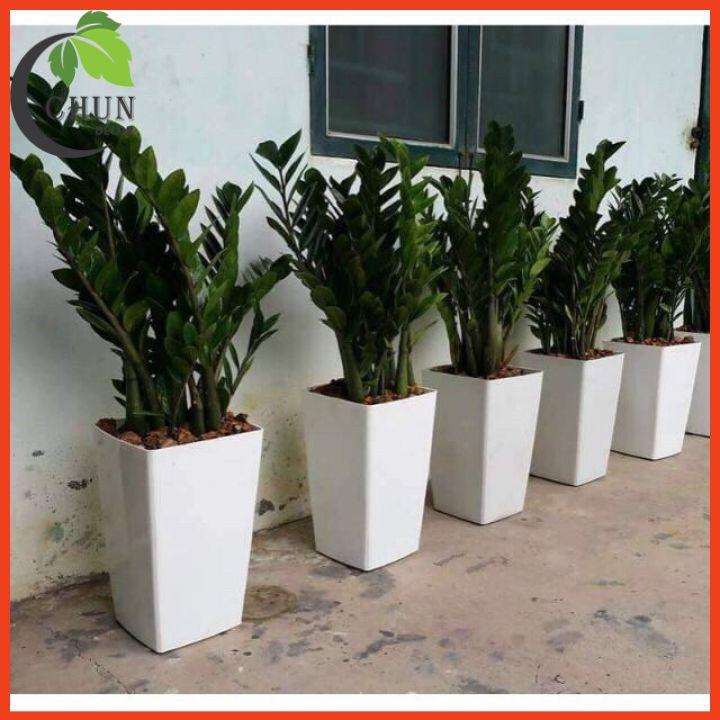 Chậu nhựa trồng cây cảnh, cây hoa giả nhiều mẫu kích thước 40cm, 37cm, 33cm
