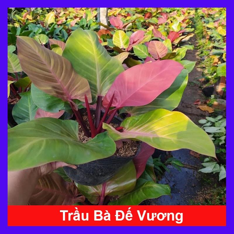 Trầu bà đế vương  - cây cảnh để trong nhà + Tặng phân bón cho cây mau lớn