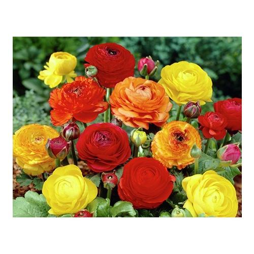 Hạt giống hoa hồng ri ba tư mix màu CT240 - Gói 10 hạt